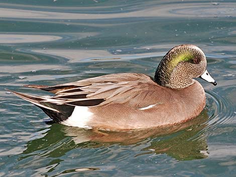 American Wigeon (Anas americana)