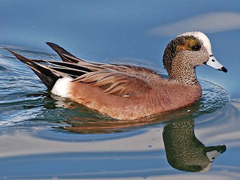 American Wigeon (Anas americana)