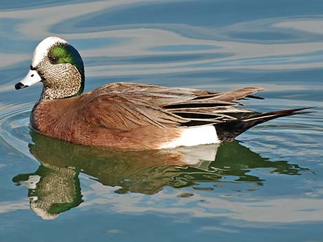 American Wigeon (Anas americana)