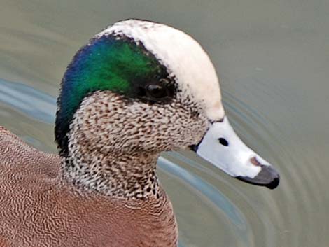 American Wigeon (Anas americana)