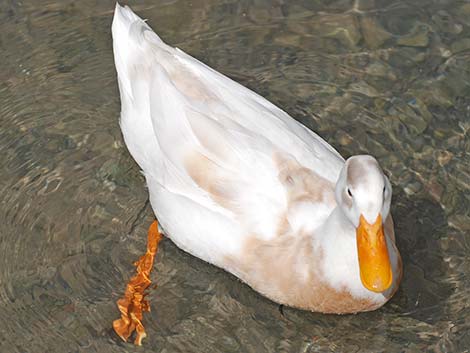 Barnyard Duck (Anas domesticus)