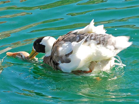 Barnyard Duck (Anas domesticus)