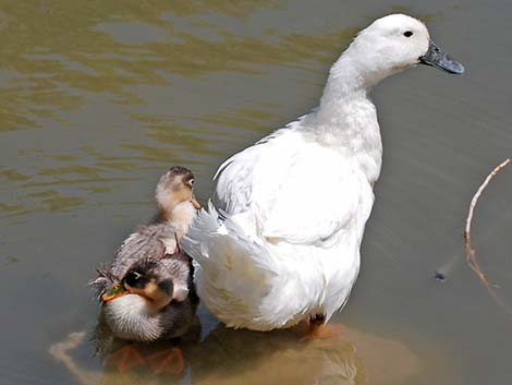 Non-native ducks and geese