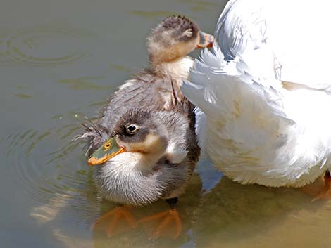 Feral Domestic Duck (Anas domesticus)