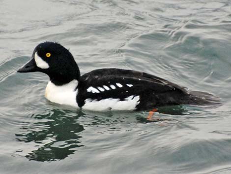 Barrow's Goldeneye (Bucephala islandica)