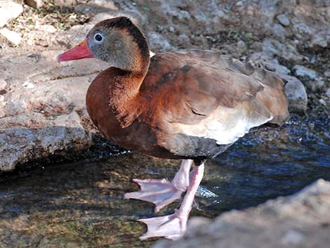 Black-bellied Whistling-Duck (Dendrocygna autumnalis)