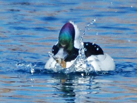 Bufflehead (Bucephala albeola)