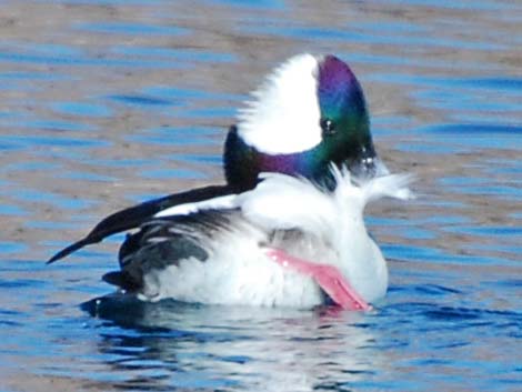 Bufflehead (Bucephala albeola)