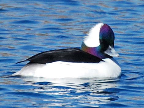 Bufflehead (Bucephala albeola)