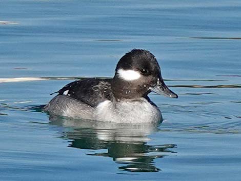 Bufflehead (Bucephala albeola)