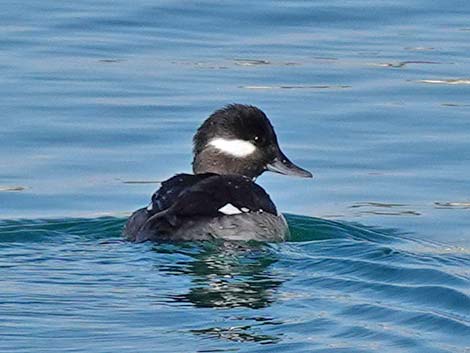 Bufflehead (Bucephala albeola)