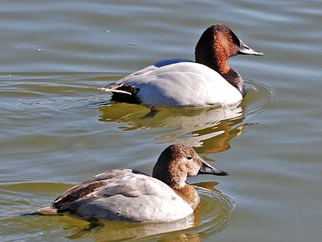 Canvasback (Aythya valisineria)