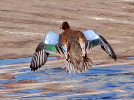 Cinnamon Teal (Anas cyanoptera)