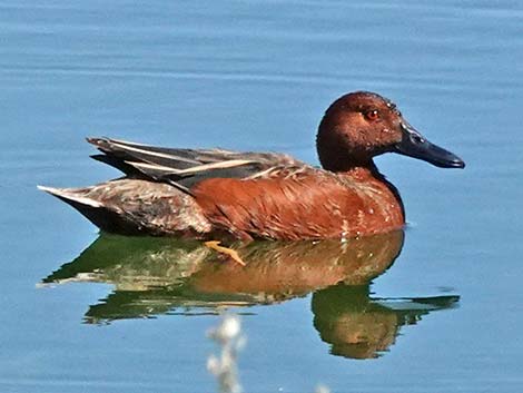 Cinnamon Teal (Anas cyanoptera)