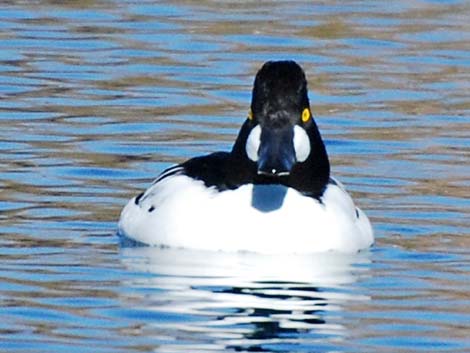 Common Goldeneye (Bucephala clangula)