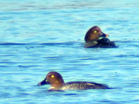 Common Goldeneye (Bucephala clangula)