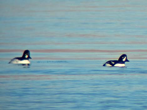 Common Goldeneye (Bucephala clangula)