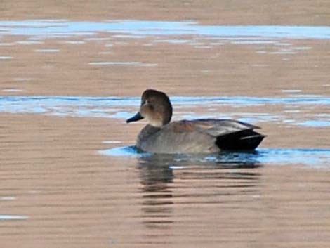 Gadwall (Anas strepera)