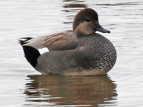 Gadwall (Anas strepera)