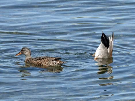 Gadwall (Anas strepera)