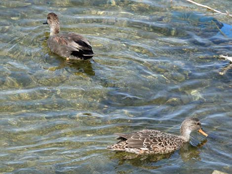 Gadwall (Anas strepera)