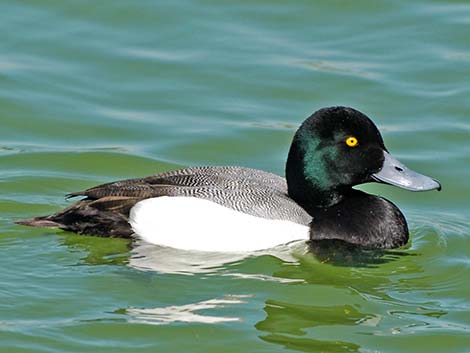 Greater Scaup (Aythya marila)