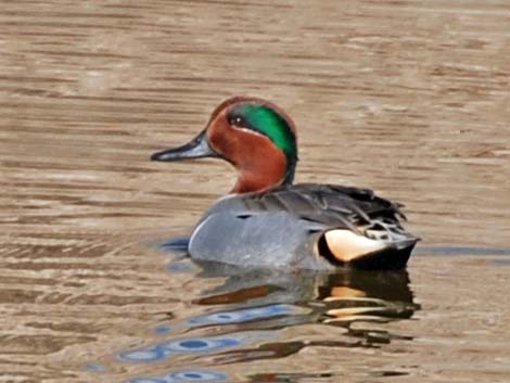 Green-winged Teal (Anas crecca)