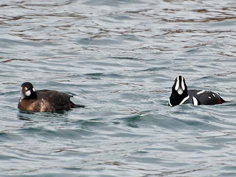 Harlequin Duck (Histrionicus histrionicus)