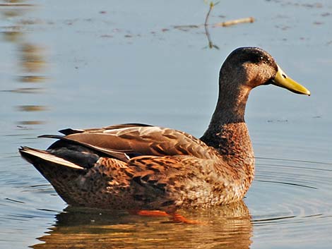 American Black Duck