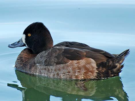 Lesser Scaup (Aythya affinis)