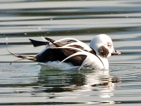 Long-tailed Duck (Clangula hyemalis)