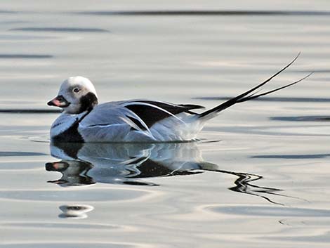 Long-tailed Duck (Clangula hyemalis)