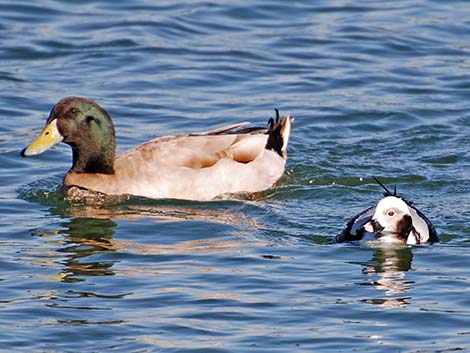 Long-tailed Duck (Clangula hyemalis)