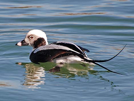 Long-tailed Duck (Clangula hyemalis)