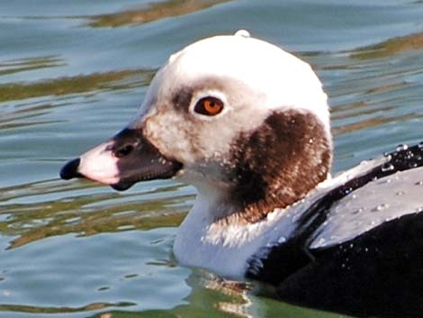 Long-tailed Duck (Clangula hyemalis)