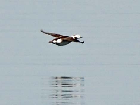 Long-tailed Duck (Clangula hyemalis)