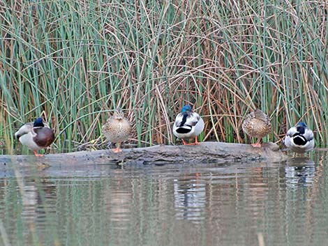 Mallard (Anas platyrhynchos)