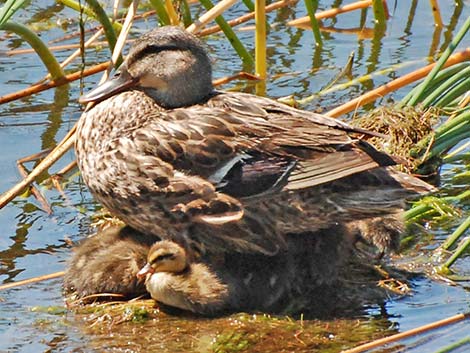 Mallard (Anas platyrhynchos)