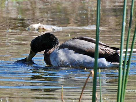 Mallard (Anas platyrhynchos)