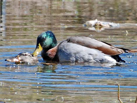 Mallard (Anas platyrhynchos)