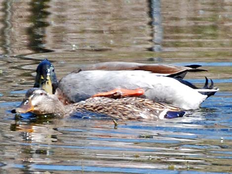 Mallard (Anas platyrhynchos)