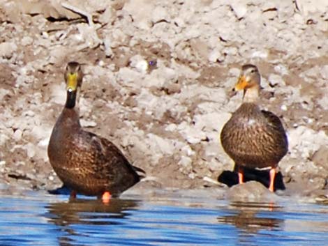 Mexican Duck (Anas diazi)