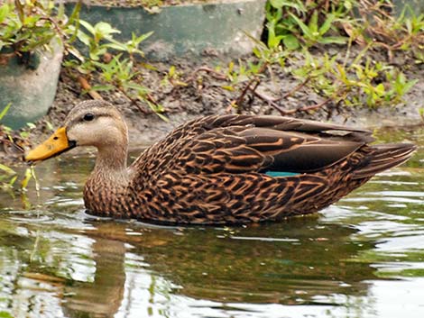 Mottled Duck (Anas fulvigula)