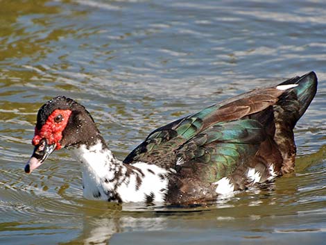 Muscovy Duck (Cairina moschata)