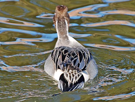 Northern Pintail (Anas acuta)