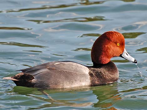 Redhead (Aythya americana)