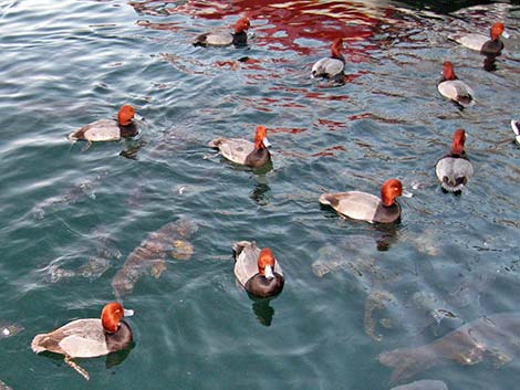 Redhead (Aythya americana)