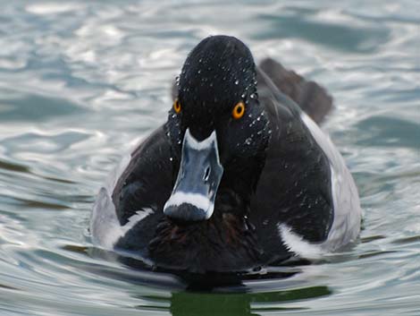 Ring-necked Duck (Aythya collaris)