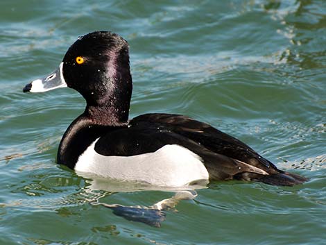 Ring-necked Duck (Aythya collaris)