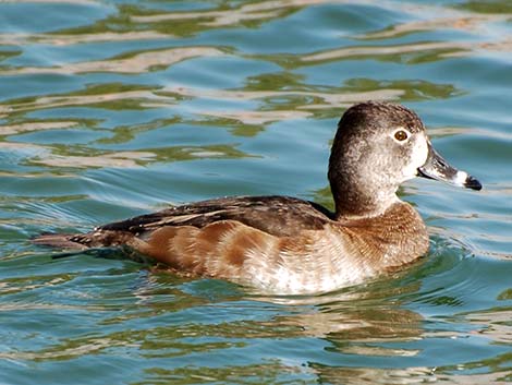 Ring-necked Duck (Aythya collaris)